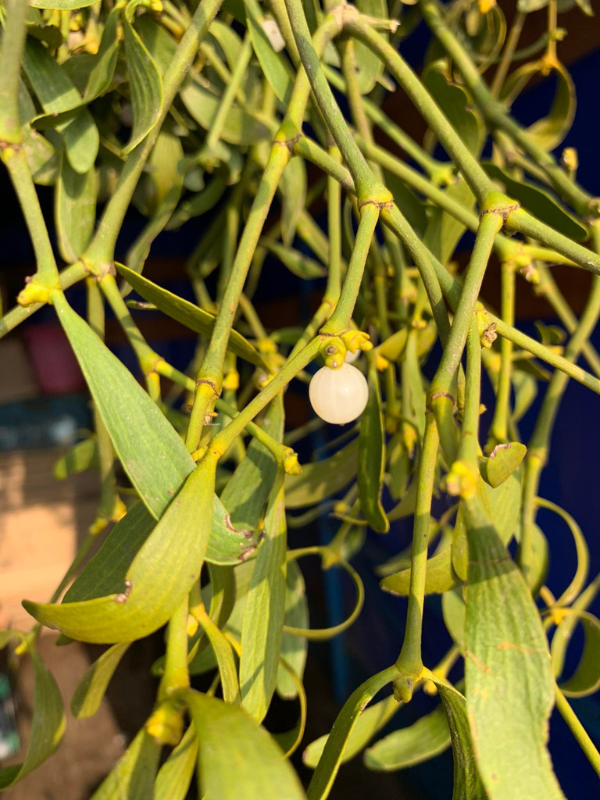 Návrh bez názvu (8)